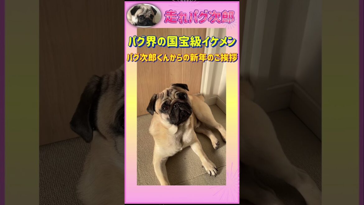 犬界の国宝級イケメンパグより新年のご挨拶がございます