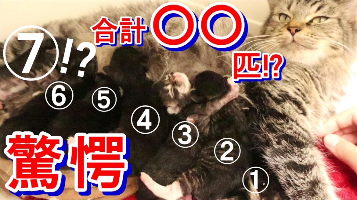 【驚愕】メインクーンのお産に立ち会ったら驚きの頭数が…!子猫の出生状況ご報告!