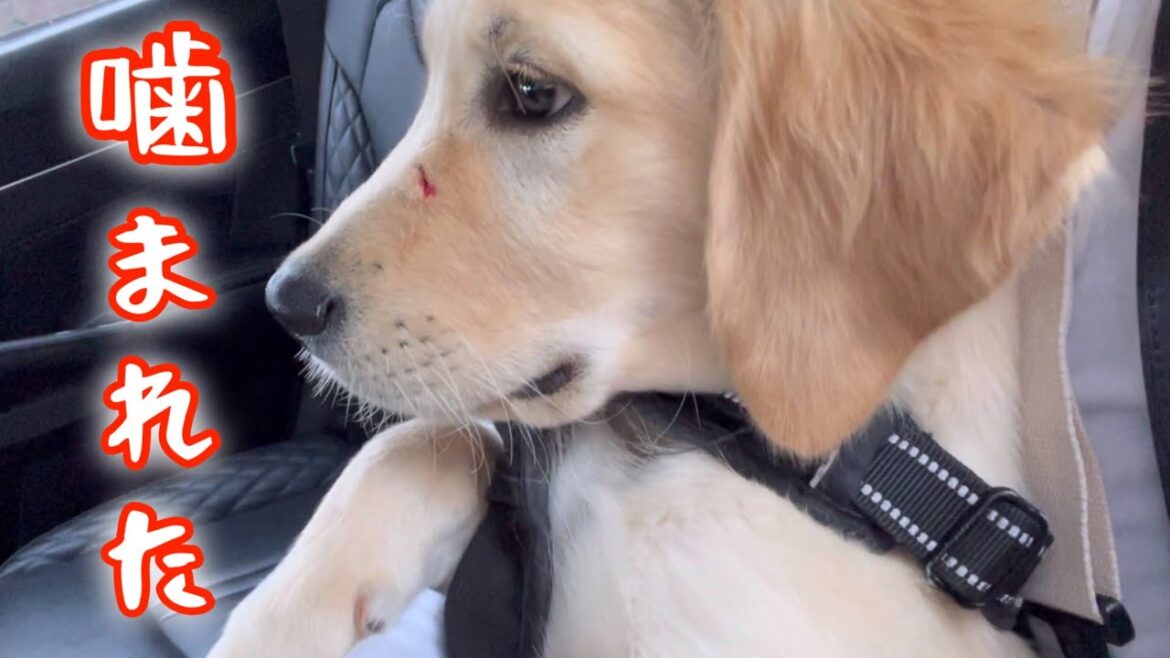 ゴルパピ、3ヶ月でやられました #ゴールデンレトリバー仔犬