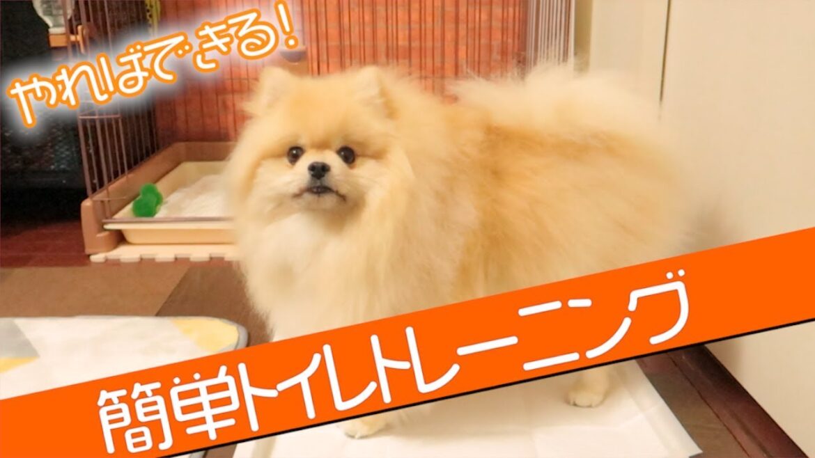 やればできる！簡単トイレトレーニング【ポメラニアン犬モチ】
