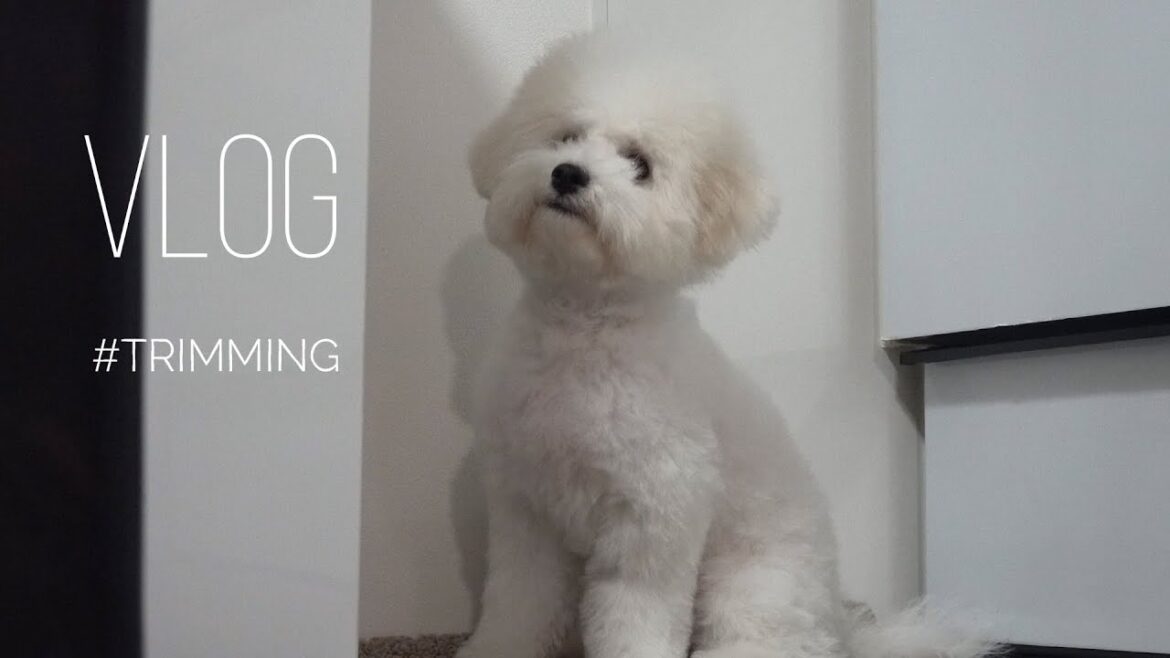 ビションフリーゼ子犬の初トリミング