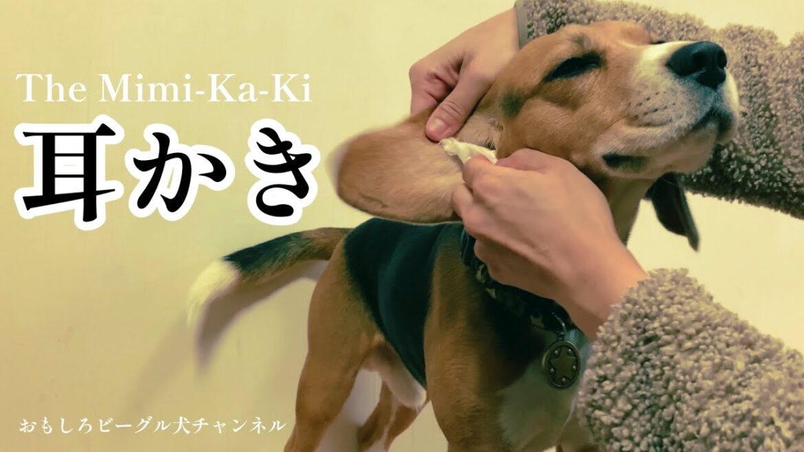 ビーグル犬も視線が合わない？ かわいすぎる耳掃除