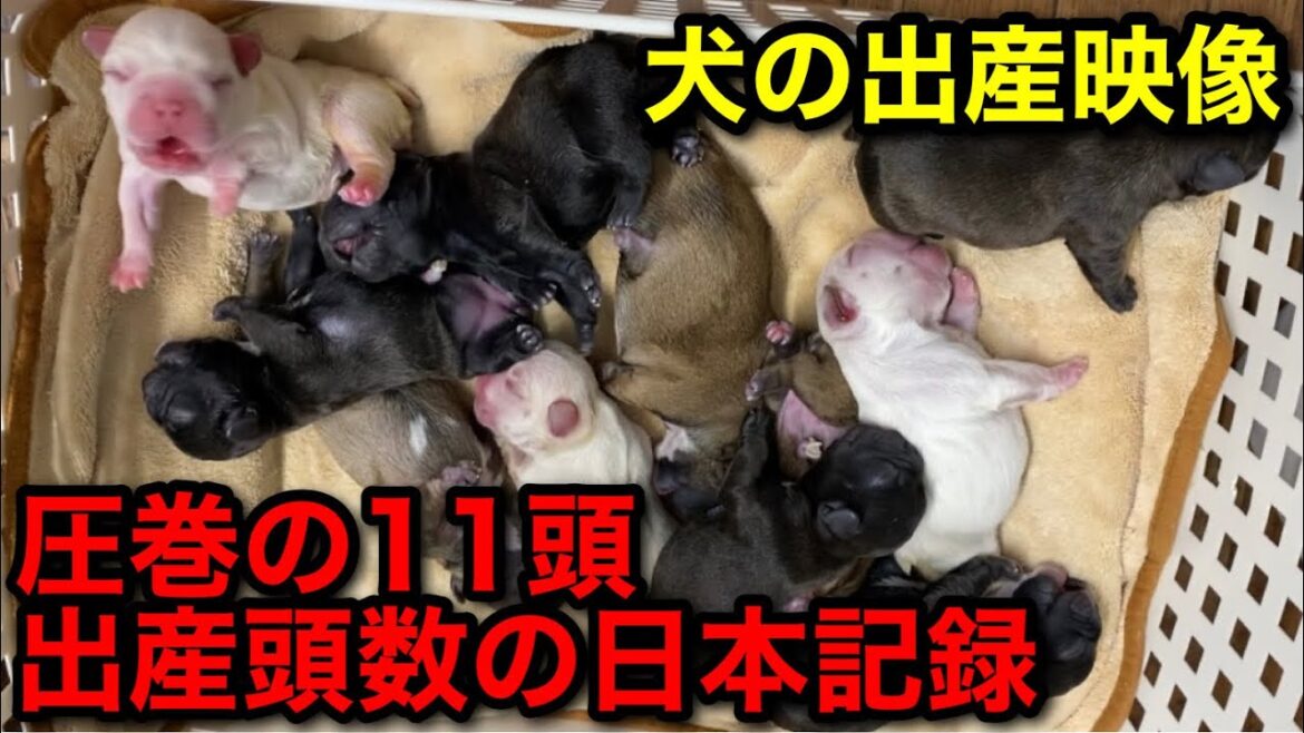 【衝撃映像】日本最多の11頭を産んだ犬の出産【フレンチブルドッグ専門ブリーダー】