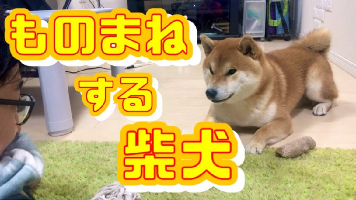 パパの言葉を一生懸命、真似する柴犬　A pet dog that speaks "cat's words"?