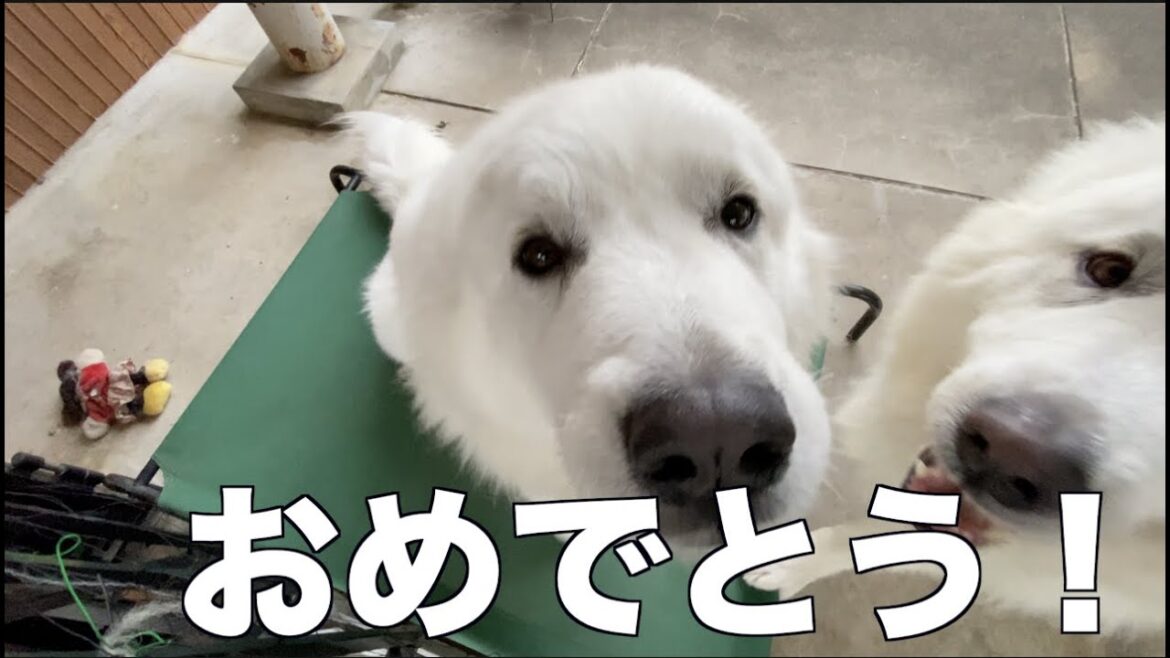 グレートピレニーズ 家族同然のファーファの嬉しいご報告