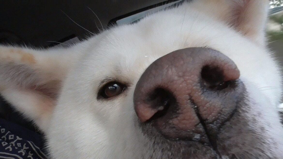 【秋田犬ゆうき】雪の公園を期待して遊びに来たけど土だらけで普通のお散歩になる【akita dog】