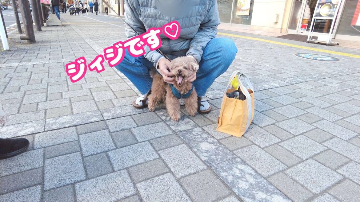 新春初ジィジが嬉しすぎて兄犬の感情が爆発しました