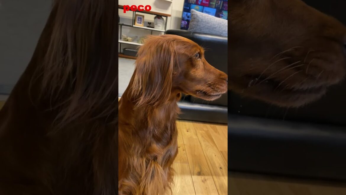 我慢・我慢 #shorts（peco）　 アイリッシュセター（アイリッシュセッター）Irish Setter