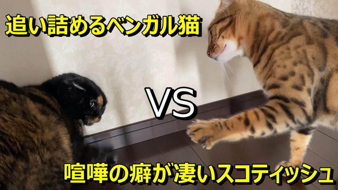 追い詰めるベンガルと戦い方の癖が強いスコティッシュフォールド