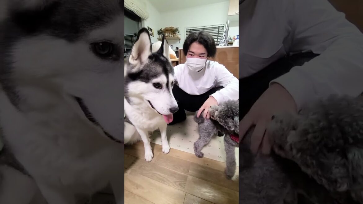数年ぶりにお兄ちゃんに再会した犬がこうなった...#shorts