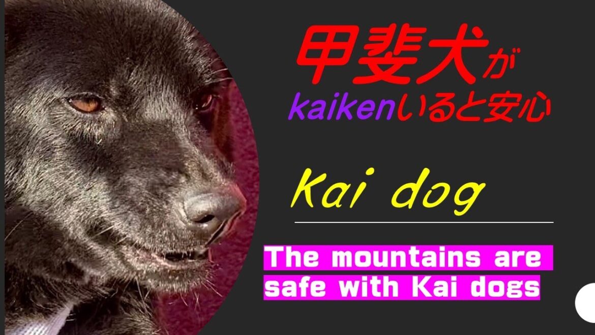 甲斐犬が居ると安心（It's safe to have a Kai dog by your side）【Samurai dog TV】