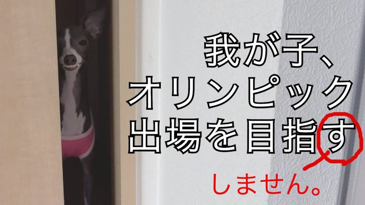 レスリング部に入部したらしい犬【イタリアングレーハウンド 】