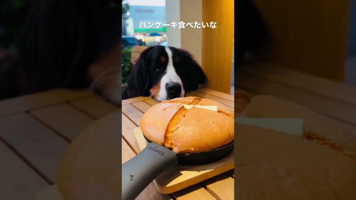目の前の「パンケーキ」を我慢するバーニーズマウンテンドッグ