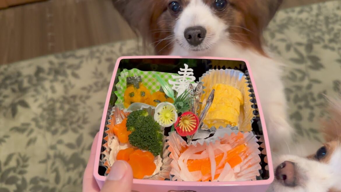 犬用手作りおせち作ってあげてみた