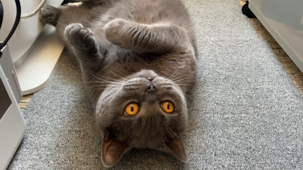 【Brilog 075】実家の一部屋で居候生活を楽しむ猫と飼い主😸/ブリティッシュショートヘア