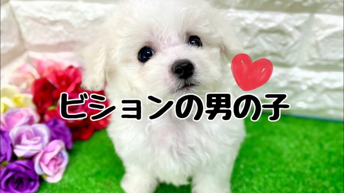 ビションフリーゼの子犬 (和歌山) ビションフリーゼの子犬 (和歌山)