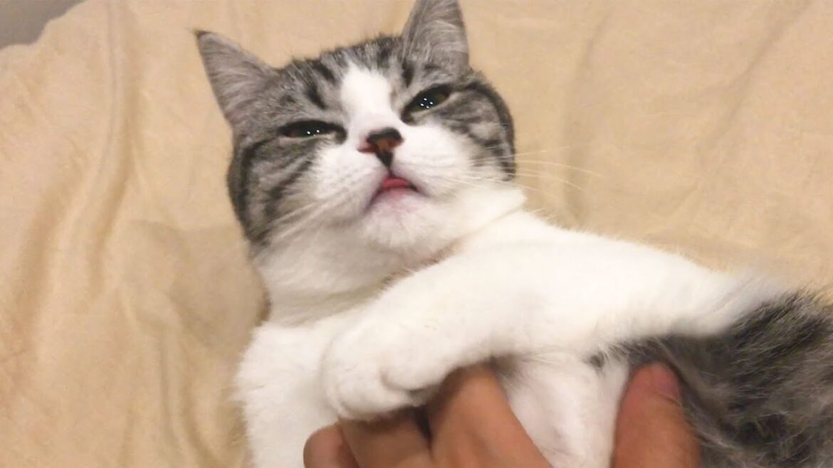 ぷにぷにの猫の肉球で遊んでみた【スコティッシュフォールド】 ぷにぷにの猫の肉球で遊んでみた【スコティッシュフォールド】