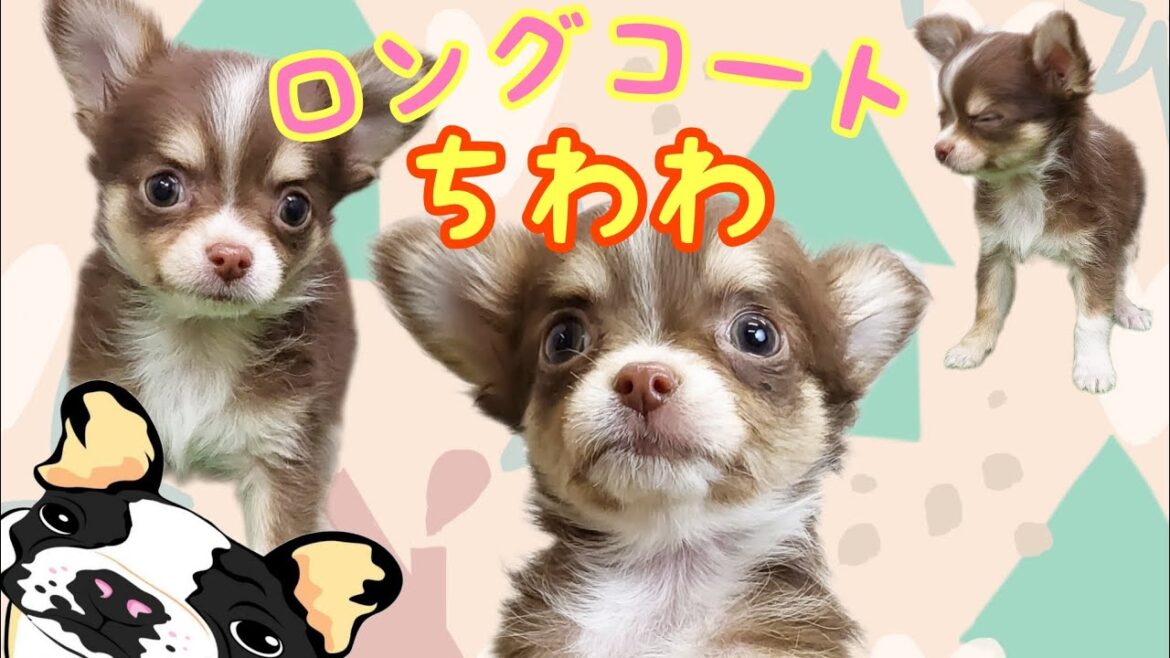 ロングコートチワワ・子犬【川崎小田栄店】