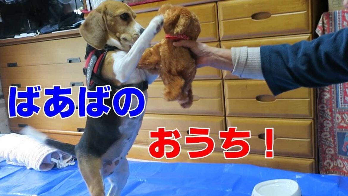 ばあばのおうち 【おてんばビーグルふくちゃん】その219