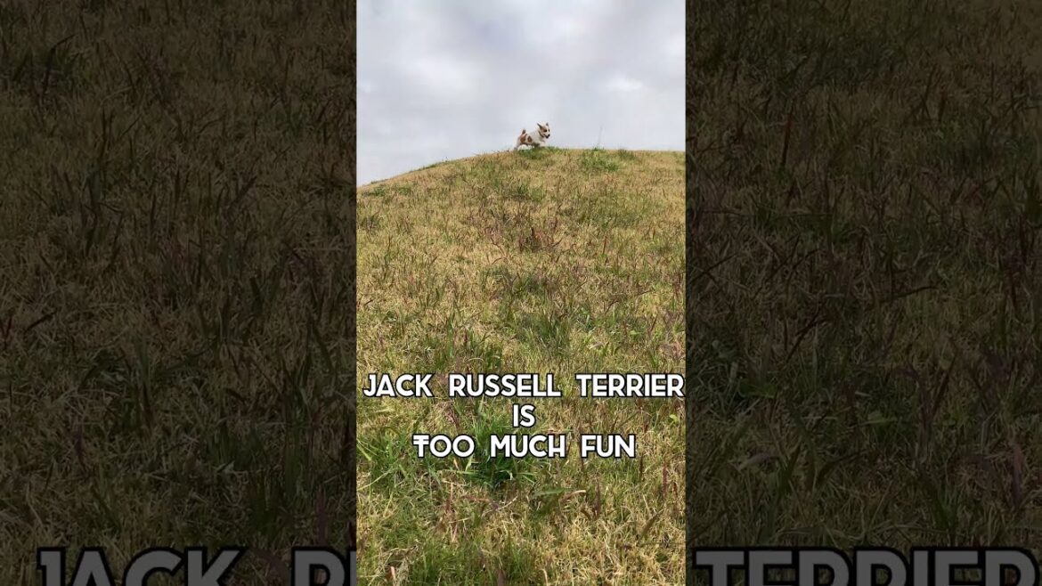 jack russell terrier running  ジャックラッセルテリア