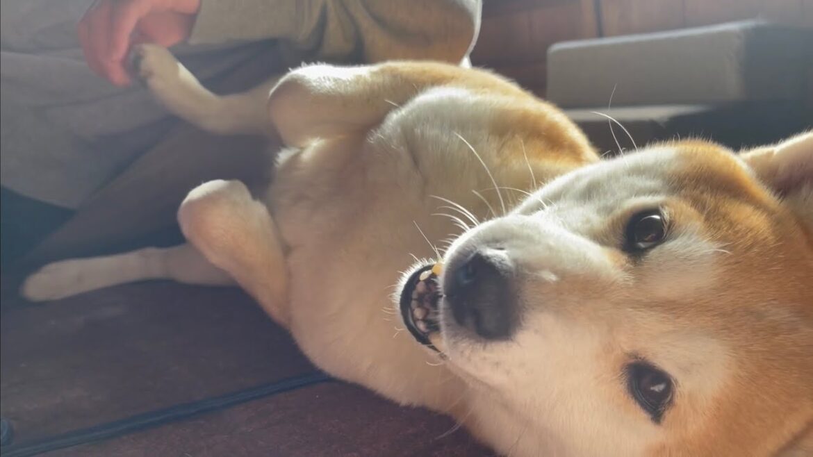 柴犬こちょこちょ Tickle the dog