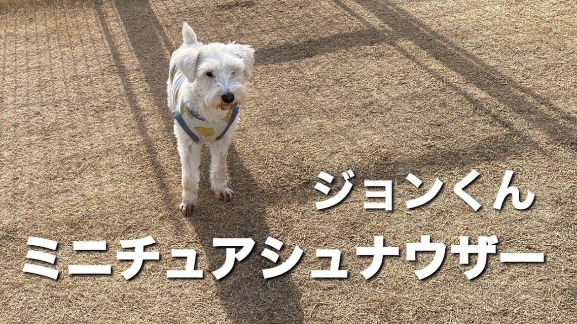 ミニチュアシュナウザー　ジョンくん【miniature schnauzer】