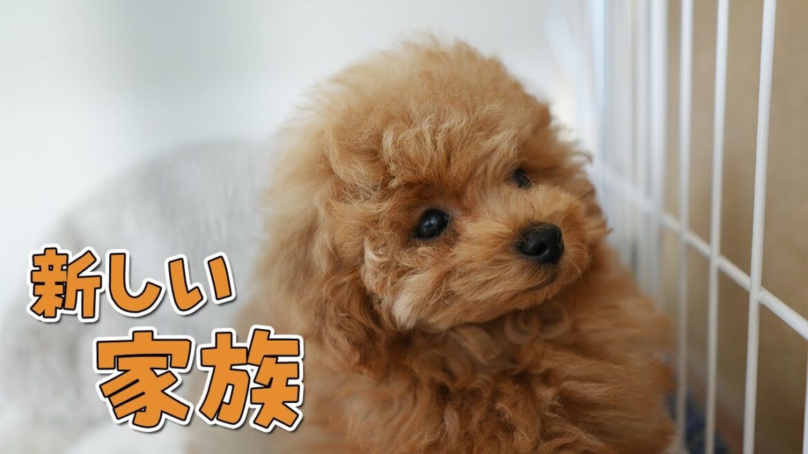 【ご報告】新しい家族が増えました! 【ご報告】新しい家族が増えました!