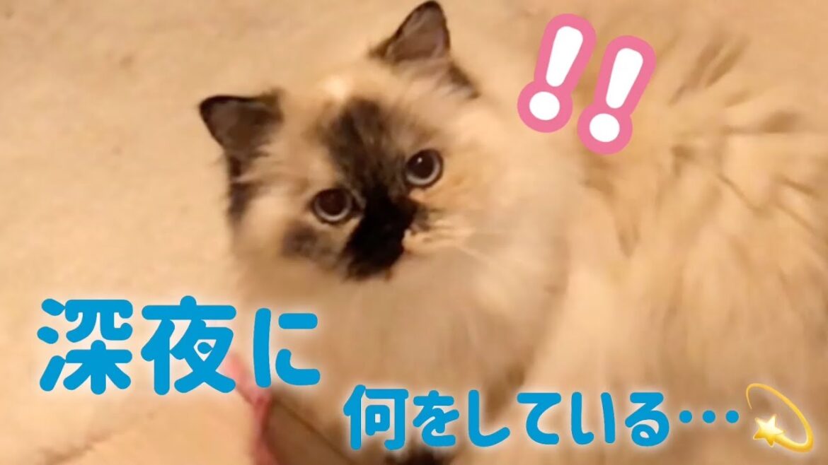 寝静まった夜に、奴は動き出す…。【モフ猫ヒマラヤン】 寝静まった夜に、奴は動き出す…。【モフ猫ヒマラヤン】