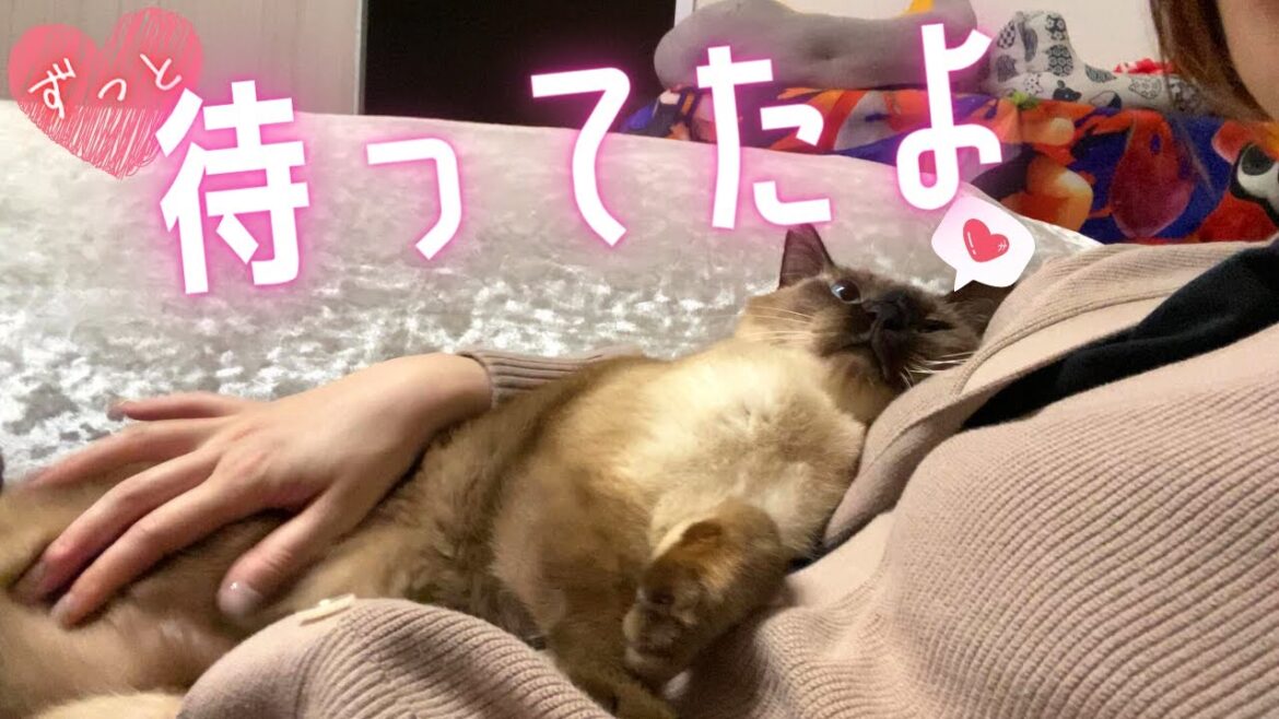 2泊3日の帰省から戻ったら元野良の保護猫が甘えて大変です…【シャム猫/シャムミックス・ノルウェージャンフォレストキャット】