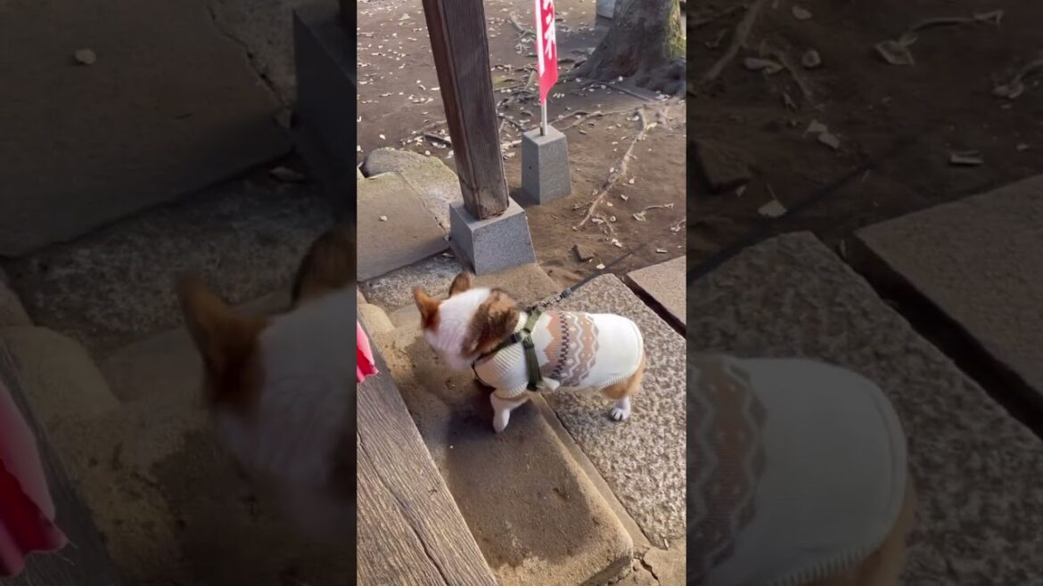 初詣でお座り上手にできましたなコーギー 初詣でお座り上手にできましたなコーギー