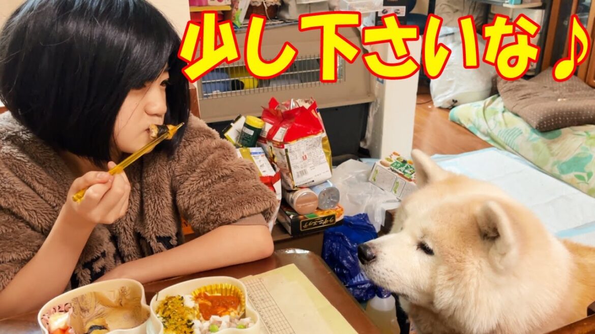 それ少し下さいな♪秋田犬そうすけ君のお願いです【VLOG】