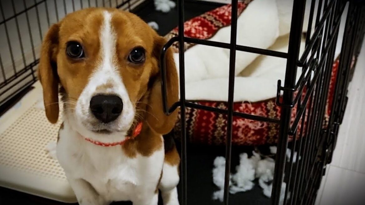 ビーグルが大事件を起こして怒られました