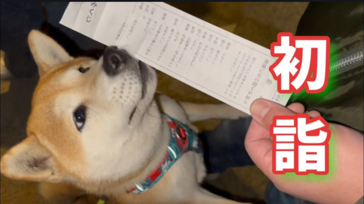 柴犬と初詣に行きました！