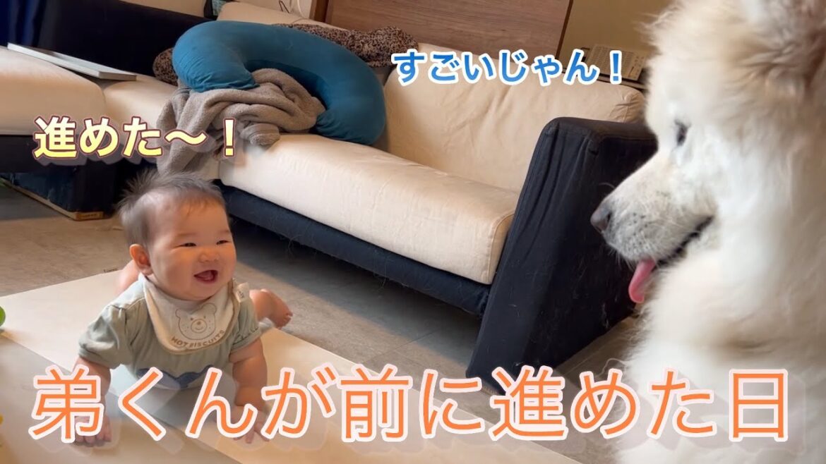 【サモエド】弟くんが前に進めた日【リク】