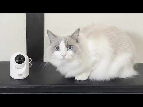 帰省中に猫をカメラで監視してたらとんでもないことになってた…【ラグドール】【かわいい】 帰省中に猫をカメラで監視してたらとんでもないことになってた…【ラグドール】【かわいい】
