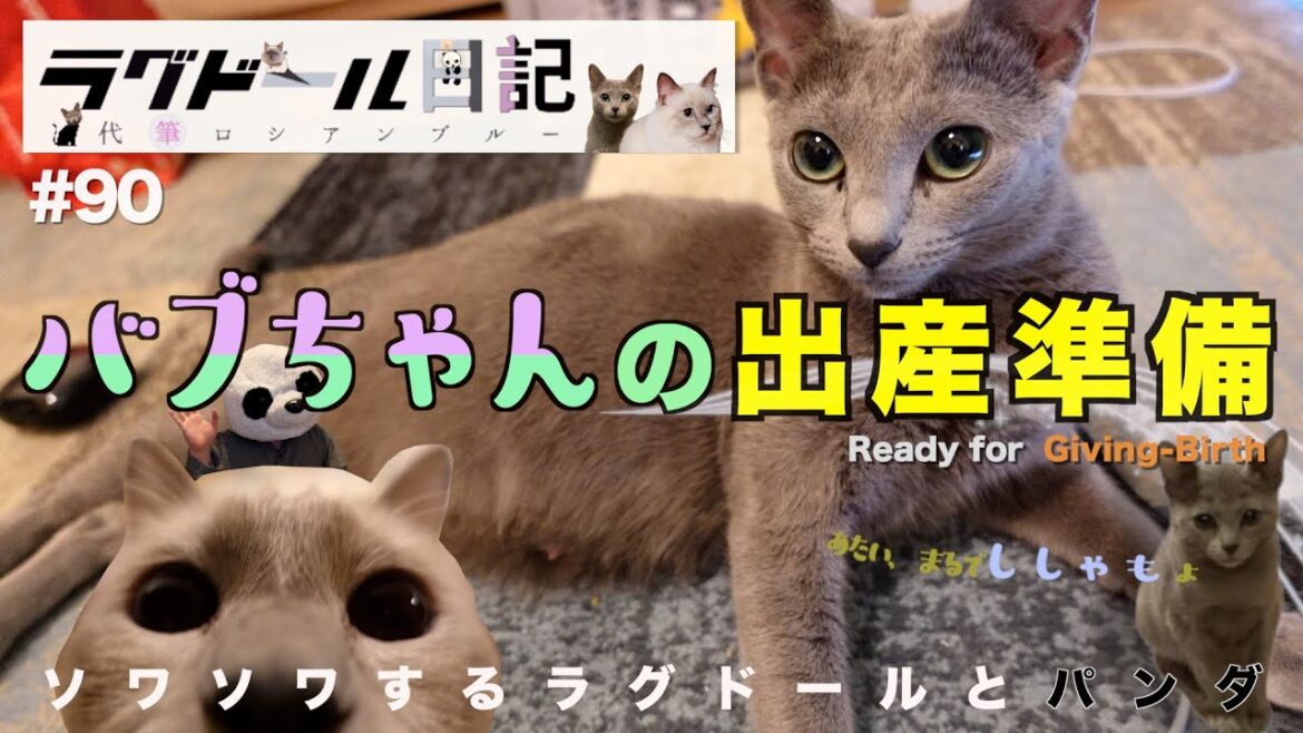 【猫の出産準備】ロシアンブルーの初めての妊娠＊ソワソワするラグドール　元気な子供を産んで欲しいので、出産準備始めます！ラグドール日記〜代筆ロシアンブルー〜　第90話「アルバブの出産準備」