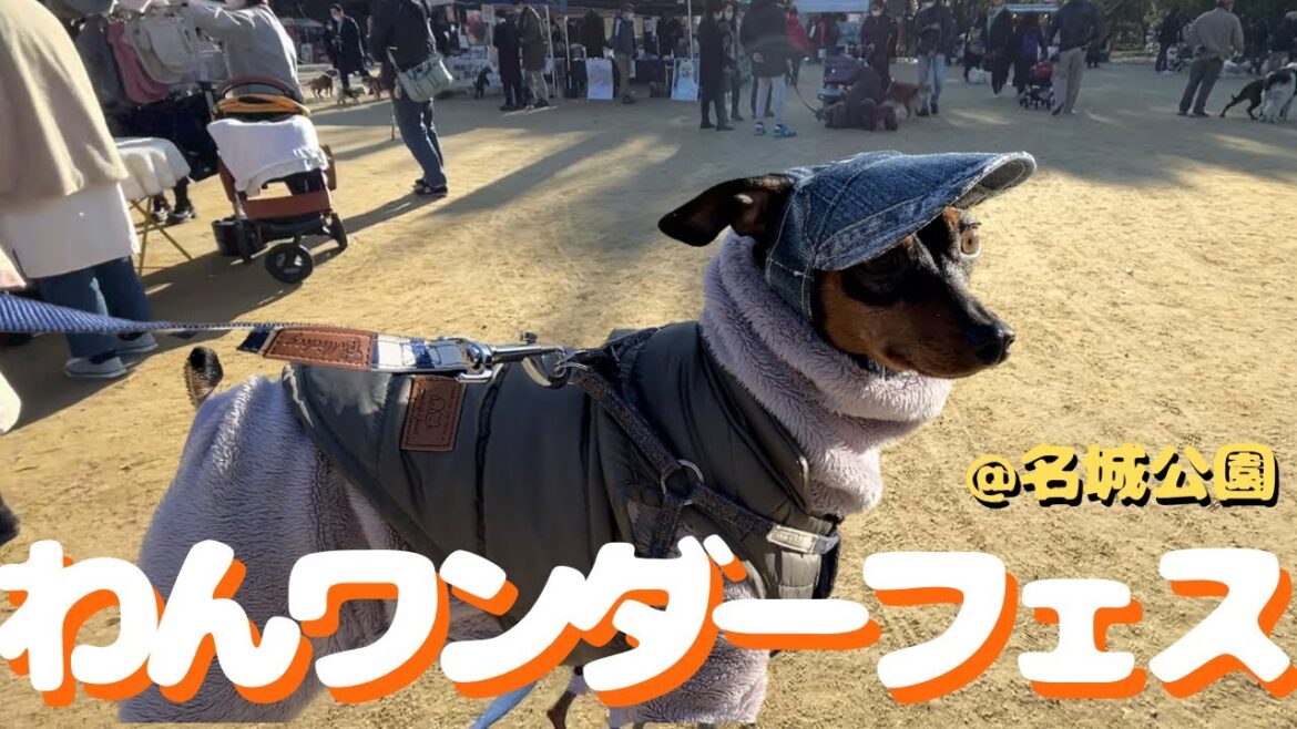 【名城公園】お散歩日和だったのでわんワンダーフェスに遊びに行きました【ミニピン】