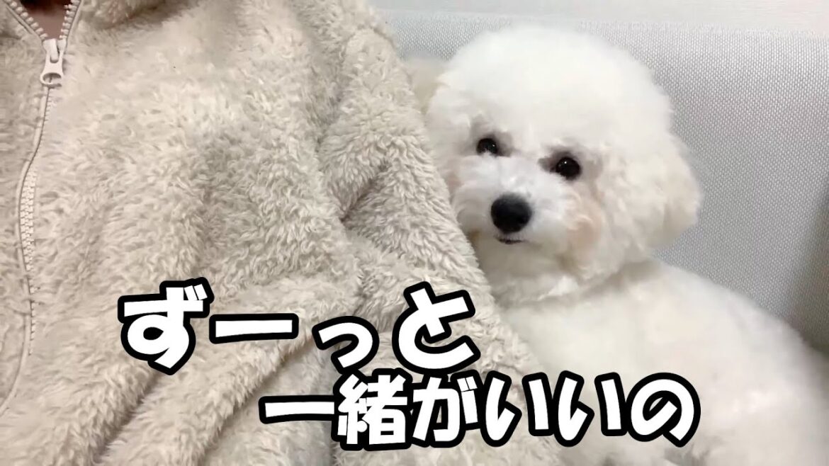我が家のかわいいストーカーわんちゃん【ビションフリーゼ犬】