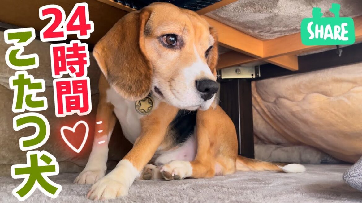 ビーグル犬　やっぱりこたつが好きすぎる♡