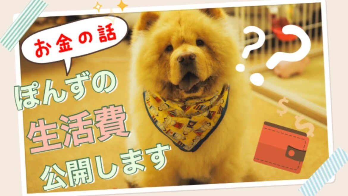 【いくらかかる？】チャウチャウ犬ぽんずの生活費を公開します！