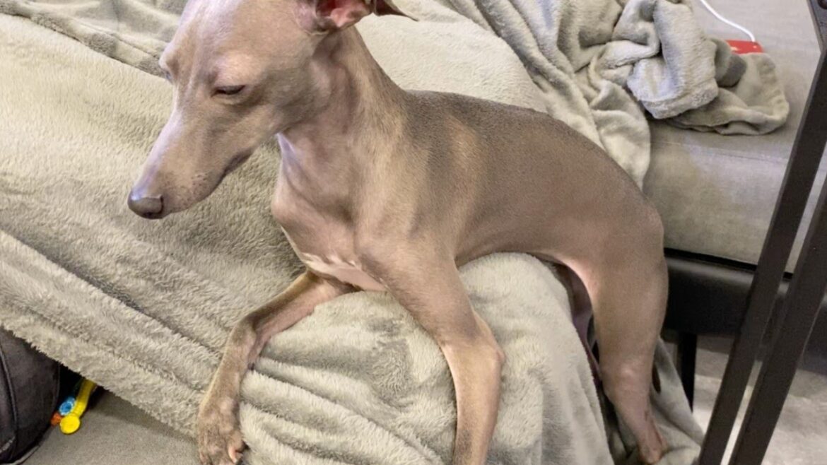 寝てたらソファから落ちちゃった犬【イタリアングレーハウンド】