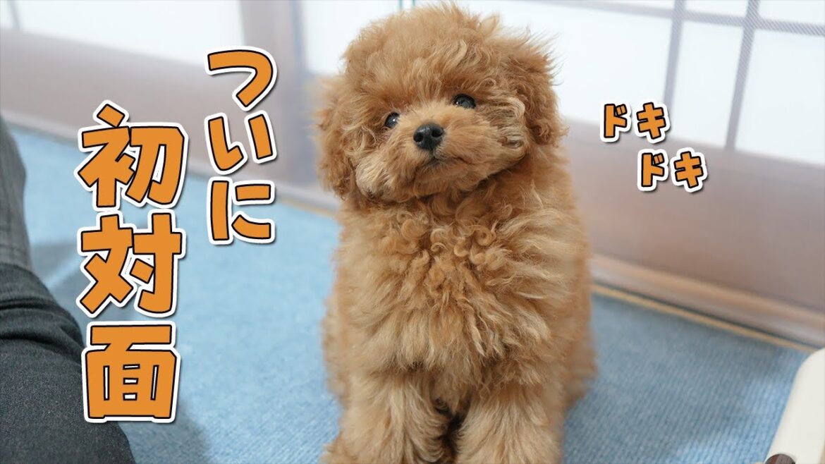 【初対面】犬嫌いな先住犬がはじめて子犬とご対面！