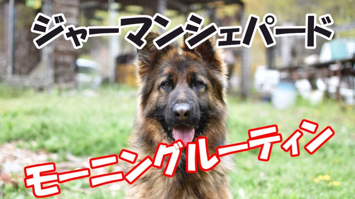 【ジャーマンシェパード】モーニングルーティン