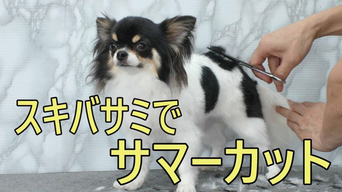 Chihuahua Summer Grooming スキバサミで仕上げるチワワのサマーカット