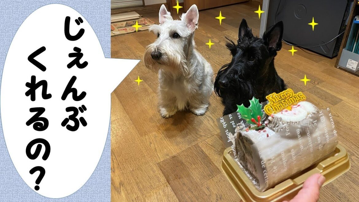 じぇんぶくれるの？【スコティッシュテリア】【シル・ラムちゃんねる】
