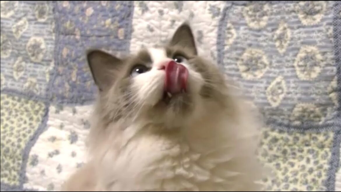 猫の鳴き声集め ラグドールのコハク君一歳  Ragdoll Kitten Sweet Meows