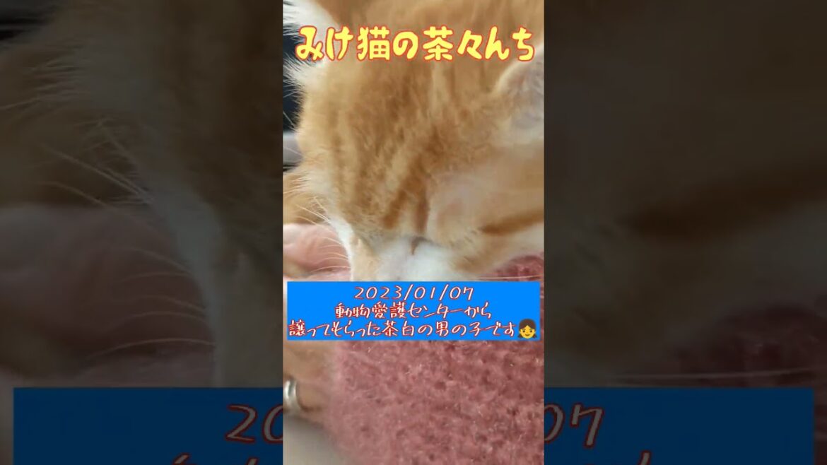 【日本猫の仔猫】初めまして✨茶白のジャムです🐾　#保護猫