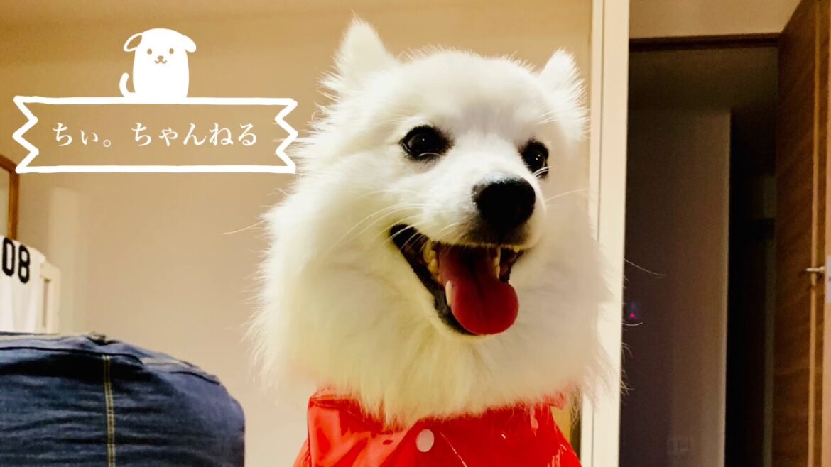 初めてカッパ(レインコート)を着た日本スピッツちぃ。/A red raincoat for Japanesespitz Chi.