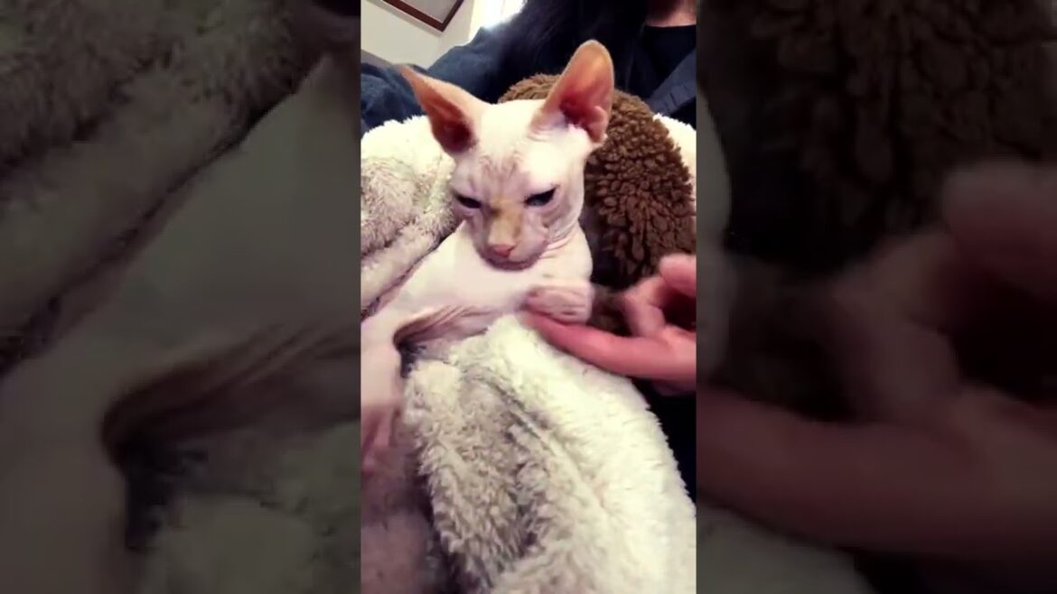 寝ぼけたスフィンクス猫とコンフォーレ踊ってみた #shorts #NuestraCanción