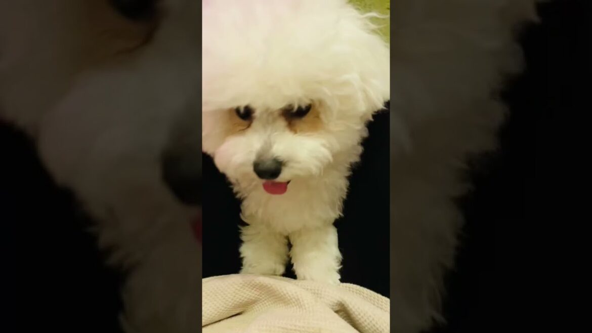 足で捕まえてみる【ビションフリーゼ】#shorts #dog